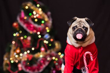 Komik Noel pug Noel Baba kostüm ile bir şeker kamışı nea