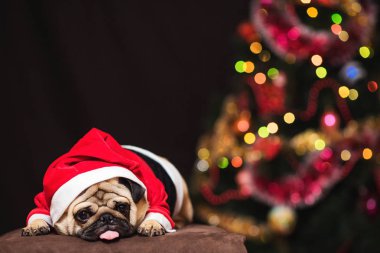 Komik Noel pug Noel Baba kostüm yeni yakın oturan 