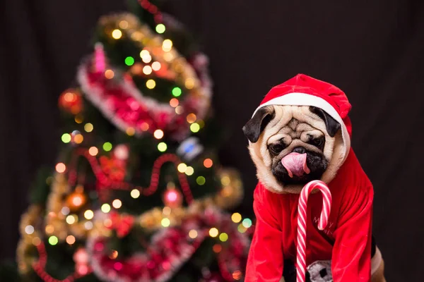 Vtipné vánoční Mops v kostýmu Santa Clause s candy cane nea — Stock fotografie