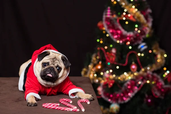 Carlin de Noël drôle avec canne à bonbons assis dans le costume du Père Noël — Photo