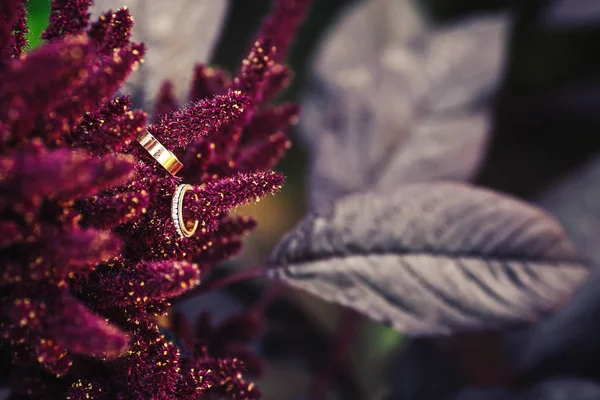 Goldene Eheringe auf Amaranth-Blüten. — Stockfoto