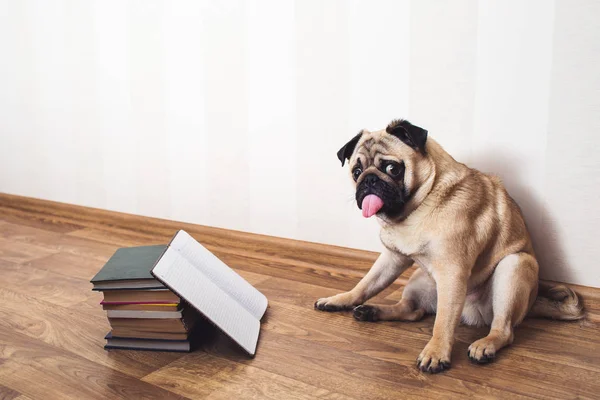 A pug dog with his tongue hanging out sits on the floor beside the books. The dog is reading. — Stock Photo, Image