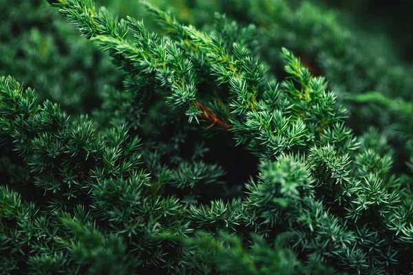 노간주나무 분 지의 아름 다운 진한 녹색 배경 — 스톡 사진