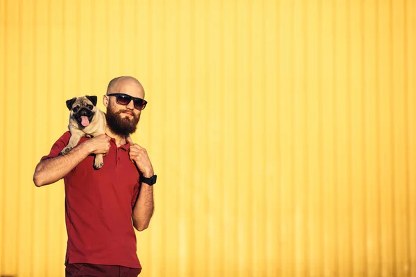 戴着墨镜的大胡子男子抱着帕格小狗在他的肩膀上反对黄色墙的背景和显示舌头. — 图库照片