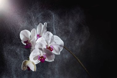 Beyaz phalaenopsis orkide siyah arka plan üzerine su sıçramalarına ile.