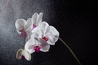 Beyaz phalaenopsis orkide siyah arka plan üzerine su sıçramalarına ile.