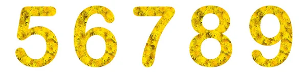 Flower číslice 5, 6, 7, 8, 9, z živé květy pampelišky. — Stock fotografie