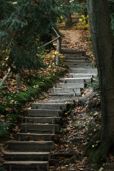 Vieil escalier en bois dans la forêt. — Photo