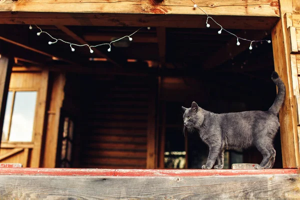 beautiful healthy gray cat walks on railing of gazebo.