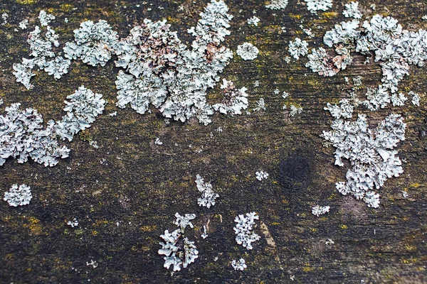 Moss and mold grows on wooden panel. — 스톡 사진