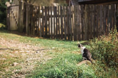 Güzel köy kedisi çitin yanındaki çimlerde taşın üzerinde oturuyor..
