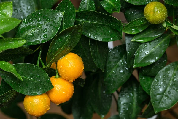 Apelsinfrukter av calamondine på grenar med dagg. — Stockfoto