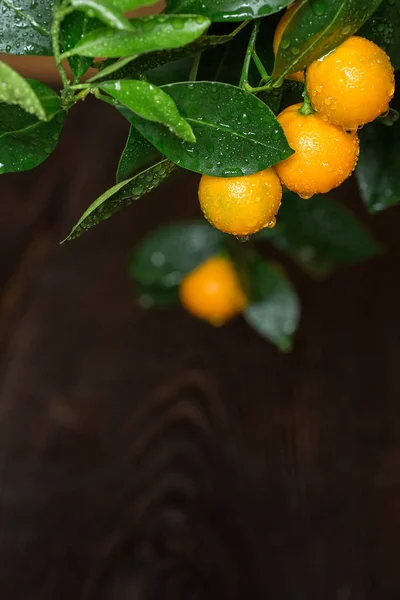 Apelsinfrukter av calamondine på grenar med dagg. — Stockfoto