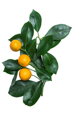 Beyazlar üzerinde meyveler ve yapraklar bulunan kalamondin dalları.