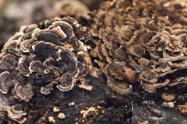 Vahşi mantarlar ormanda büyür..