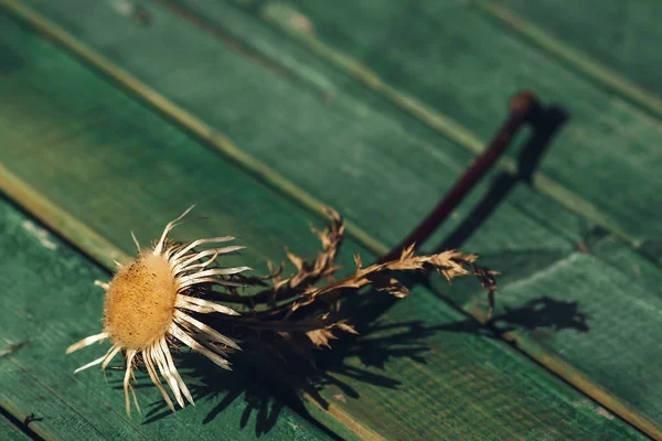Dried flower on wooden background. Shallow depth of field, copy space. — 스톡 사진