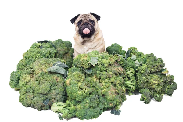 Pug eating broccoli hot sale