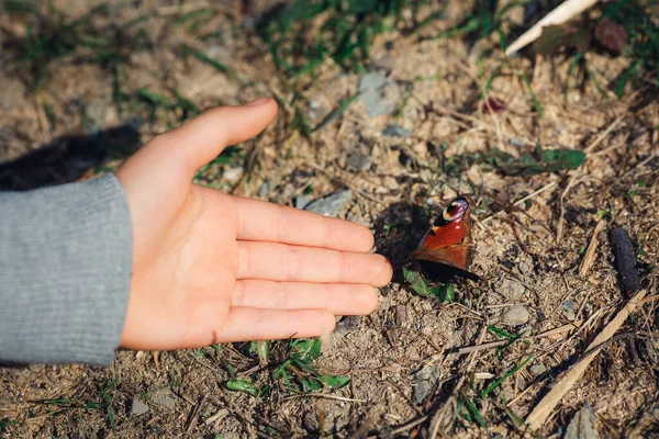 Tender red butterfly near hand of child