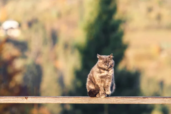 Кошка Греется Солнце Осенью — стоковое фото