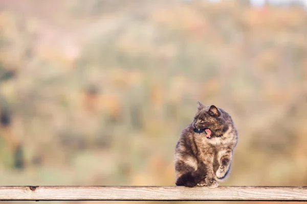 Агрессивная Кошка Осенью Солнышке — стоковое фото