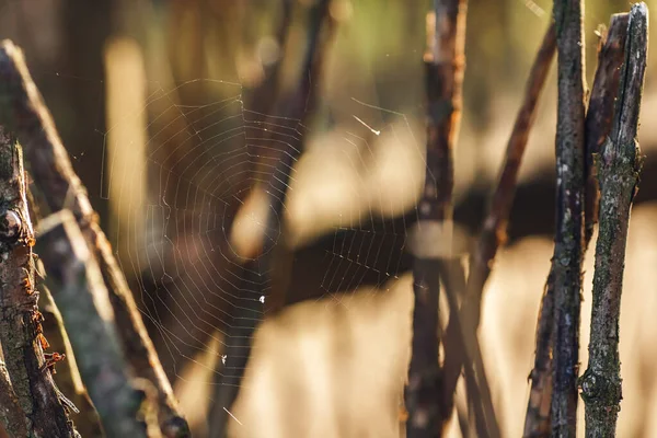 Foto Tela Araña Entre Palos Madera — Foto de Stock