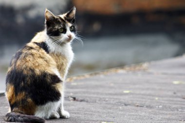 Kedi çatıda oturuyor.