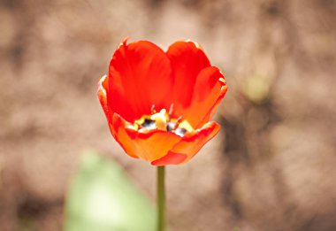 parlak kırmızı çiçek açması Tulip