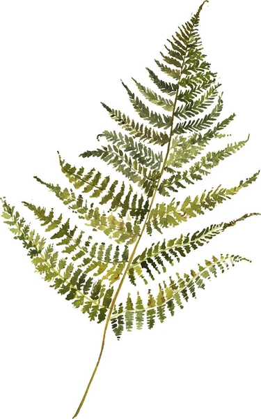 Fern yaprak suluboya - Vector clipart