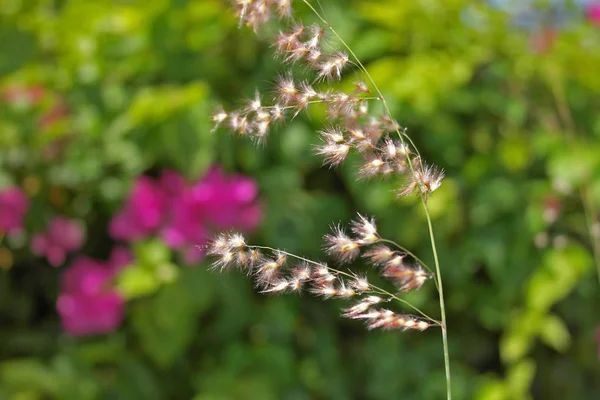 Hoja de hierba Borrosa Profundidad de Campo — Foto de Stock