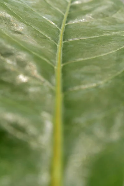 Macro shot d'une feuille verte — Photo