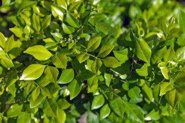 Granit doku, makro çekim