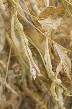 Renkli kuru fasulye bakla