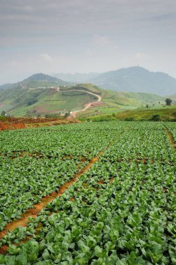 Phu küvet Berk dağ toplayan