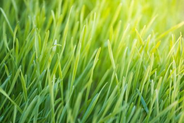 sıkılmış bitki suyu için yeşil çim