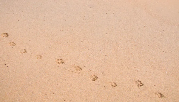 dog footprint on sand