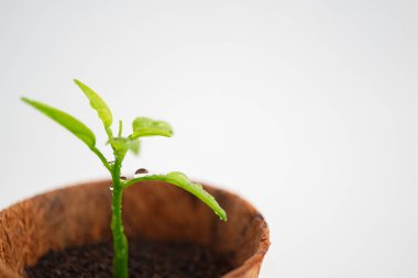 Beyaz arka planlı yeşil filiz üzerine su damlaları makro çekim, çevre kavramı