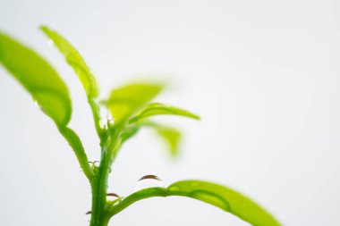 Beyaz arka planlı yeşil filiz üzerine su damlaları makro çekim, çevre kavramı