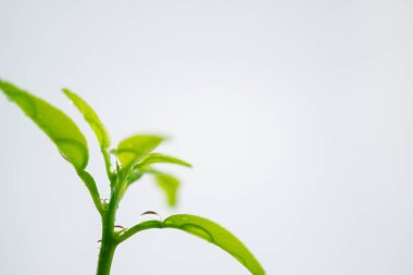 Beyaz arka planlı yeşil filiz üzerine su damlaları makro çekim, çevre kavramı