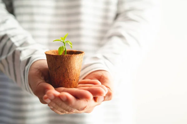 hands holding green sprout in small tree pot on white background