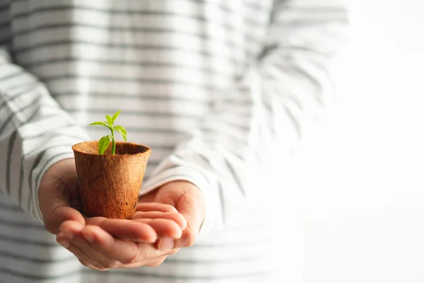 Mani che tengono germoglio verde in piccolo vaso albero su sfondo bianco, concetto ambientale — Foto Stock