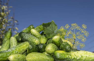 salatalık ve bir ince dal dereotu