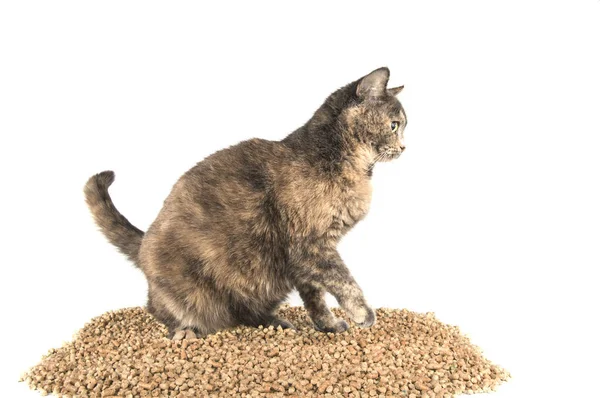 kedi tuvalet