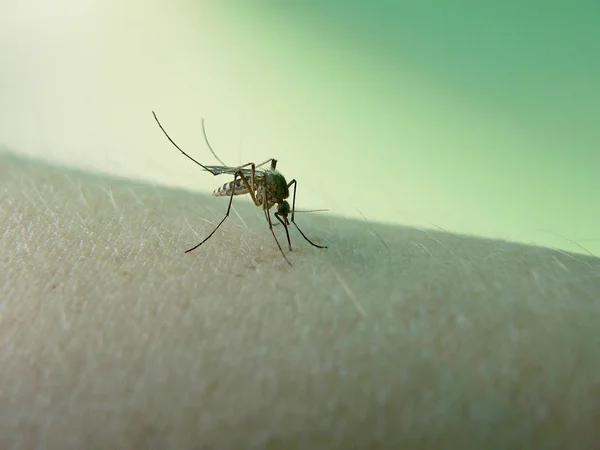 Mosquito senta-se em uma mão — Fotografia de Stock