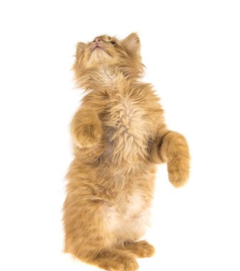 Kırmızı Bobtail kedi beyaz zemin üzerine zencefil