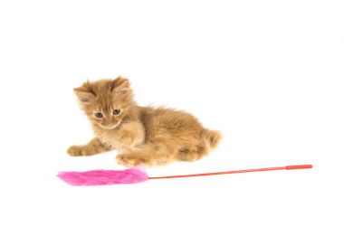 Kırmızı Bobtail kedi beyaz zemin üzerine zencefil