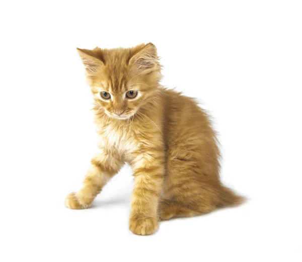 Bobtail red cat ginger — Stock Photo, Image