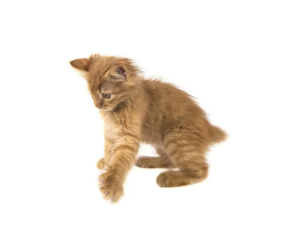 姜在白色背景上的红色的短尾猫 — 图库照片