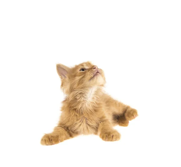 Kırmızı Bobtail kedi beyaz zemin üzerine zencefil