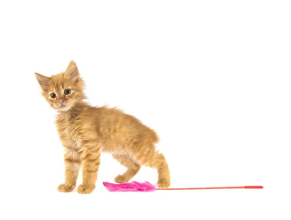 Kırmızı Bobtail kedi beyaz zemin üzerine zencefil