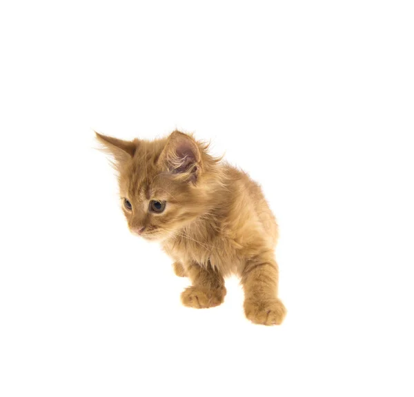 Bobtail red cat ginger on white background — Stock Photo, Image